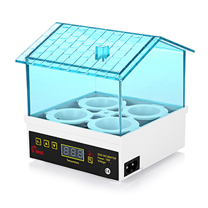 Domestic incubator